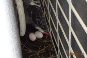 室外機の裏につくられた巣と卵。