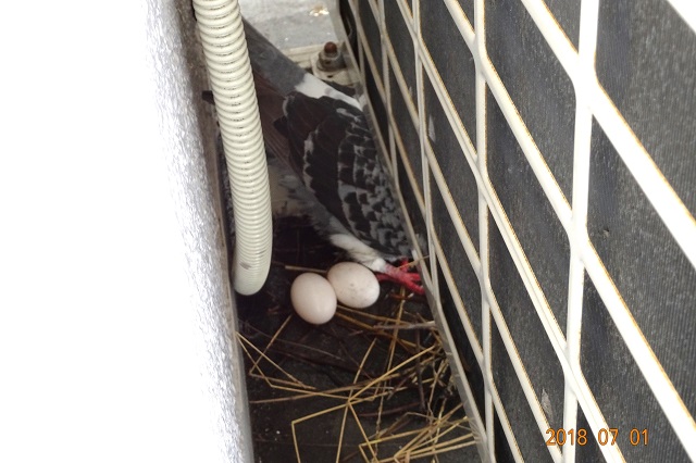 ベランダの室外機の裏に産み落とされた鳩の卵。
